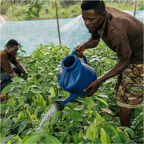 Man watering cocoa plants